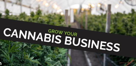 High Impact Growth Strategies with a Professional Dispensary Marketing Agency