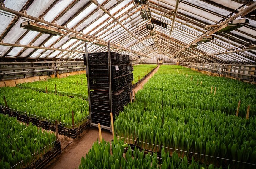 growth techniques guidebook tudiocaq